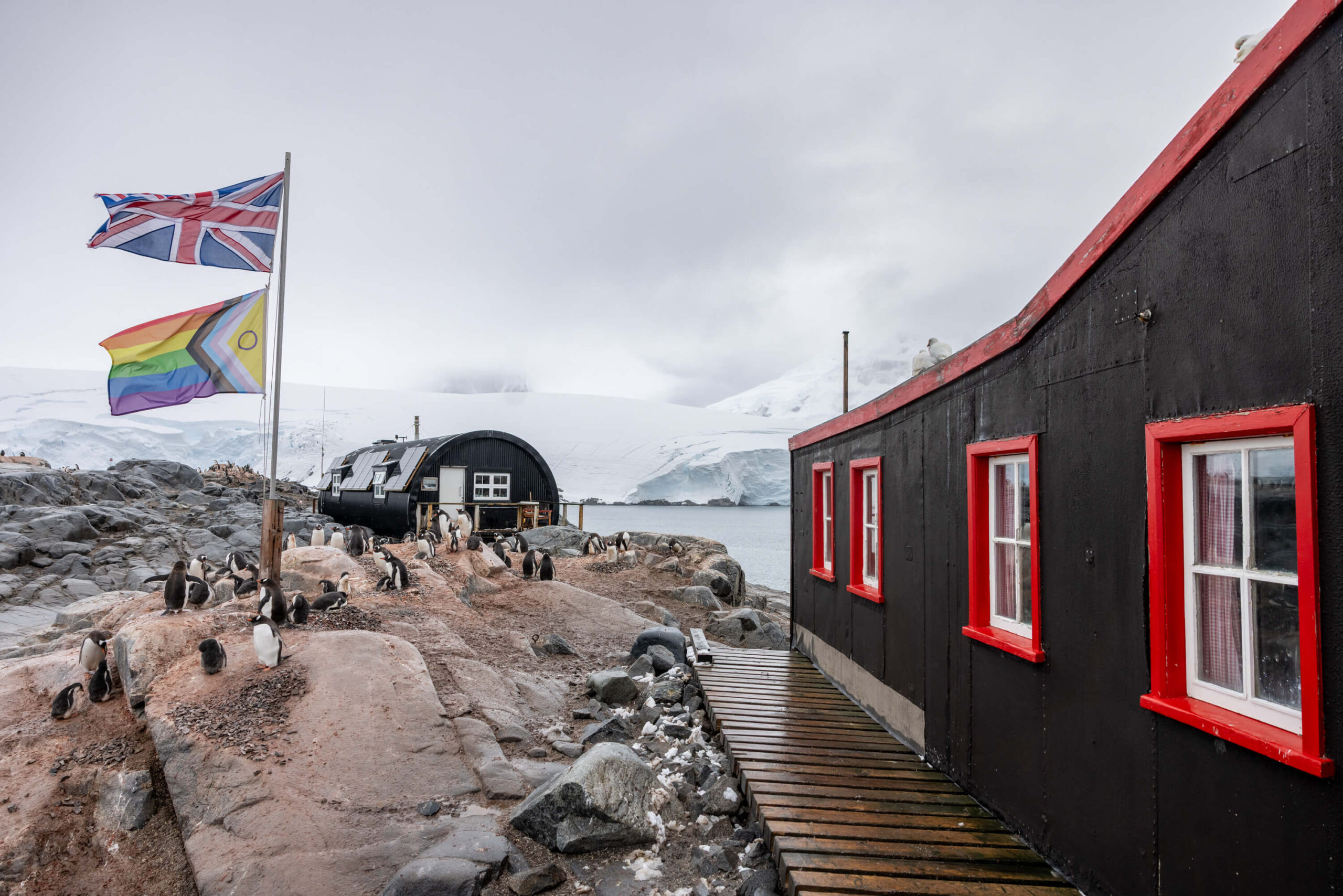 Fotografia ao ar livre de uma colônia de pinguins-gentoo em uma área rochosa da Antártida. À esquerda, dois mastros de bandeira: um com a bandeira do Reino Unido (Union Jack) e outro com a bandeira do orgulho Progress Pride, ambas hasteadas. Ao fundo, uma cabana preta de forma cilíndrica (estrutura em arco) e um edifício de madeira preto maior com janelas de moldura vermelha. Uma passarela de madeira leva à direita. Ao longe, geleiras e montanhas de gelo sob um céu nublado.