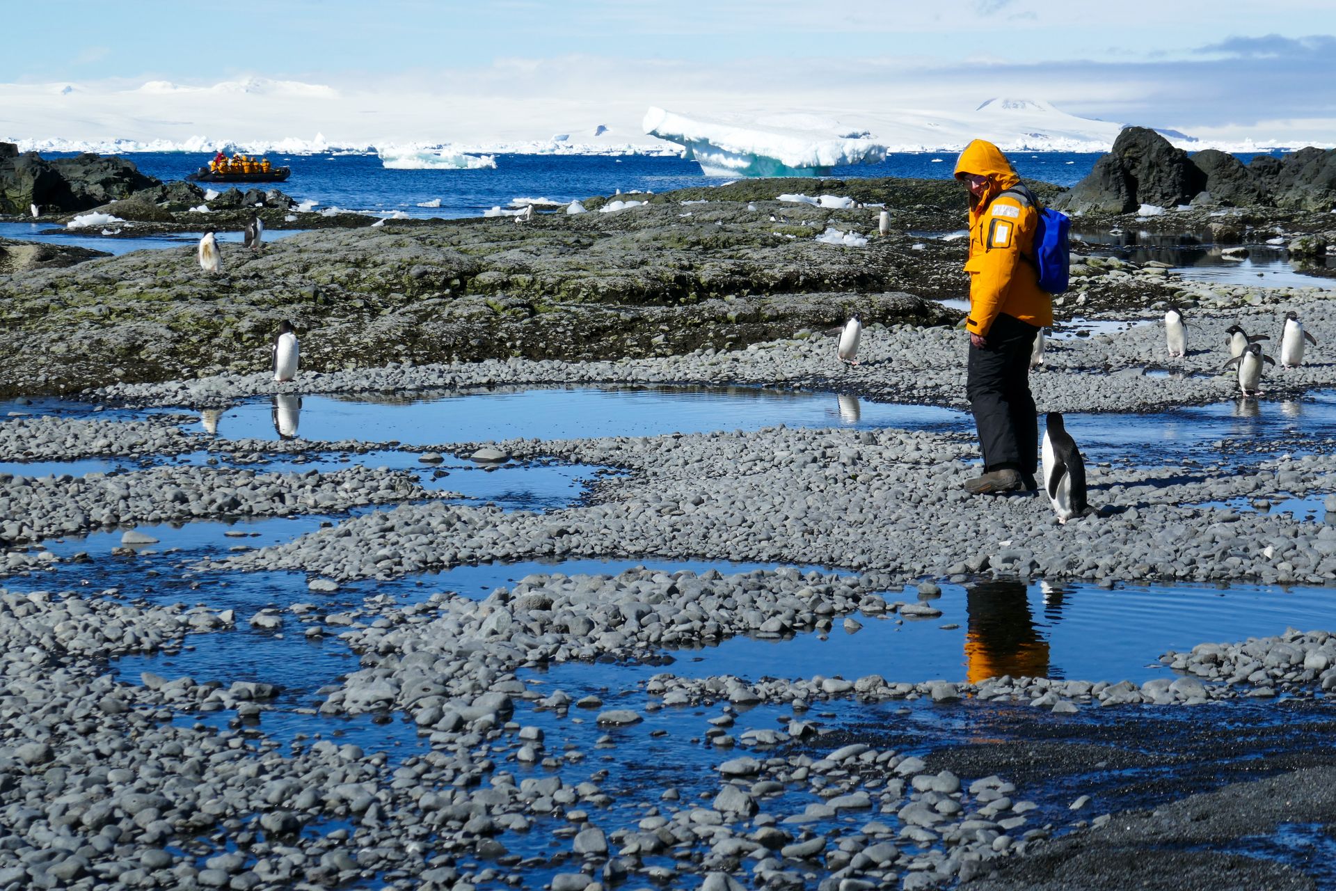 Viajante interagindo com pinguins na Antártica.